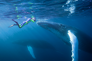 Snorkeling with Whale